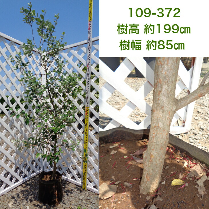 フェイジョア 現品発送 シンボルツリー 庭木 植木 常葉樹 品種不明 Aplusfinance Blog Com