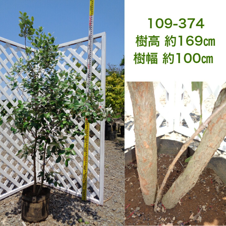 フェイジョア 現品発送 シンボルツリー 庭木 植木 常葉樹 品種不明 Aplusfinance Blog Com