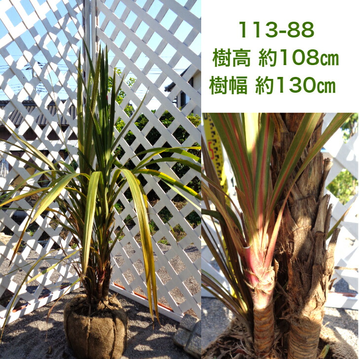 ニオイシュロラン ドラセナ 現品発送 南国系 シンボルツリー 庭木 植木 常葉樹 septicin Com