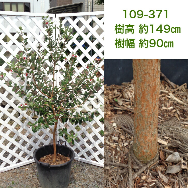 フェイジョア 現品発送 シンボルツリー 庭木 植木 常葉樹 品種不明 Aplusfinance Blog Com