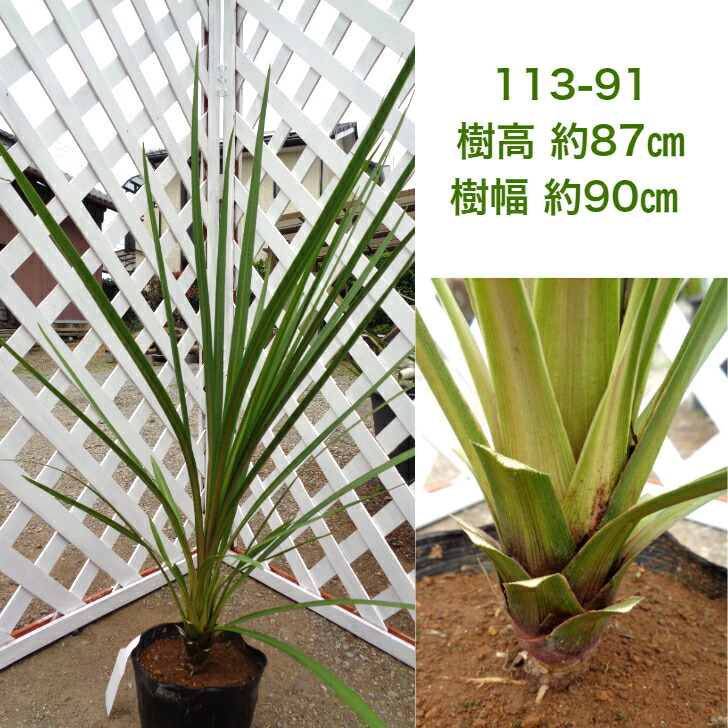 ニオイシュロラン ドラセナ 小ぶり 現品発送 南国系 シンボルツリー 庭木 植木 常葉樹 Andapt Com