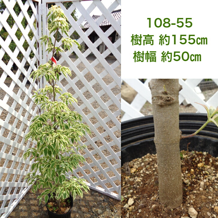 ヤマボウシウルフアイ 現品発送 シンボルツリー 庭木 植木 落葉樹 斑入り Studio Max Fr