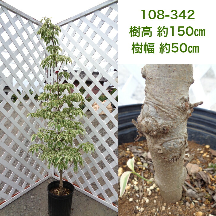 ヤマボウシウルフアイ 現品発送 シンボルツリー 庭木 植木 落葉樹 斑入り Studio Max Fr