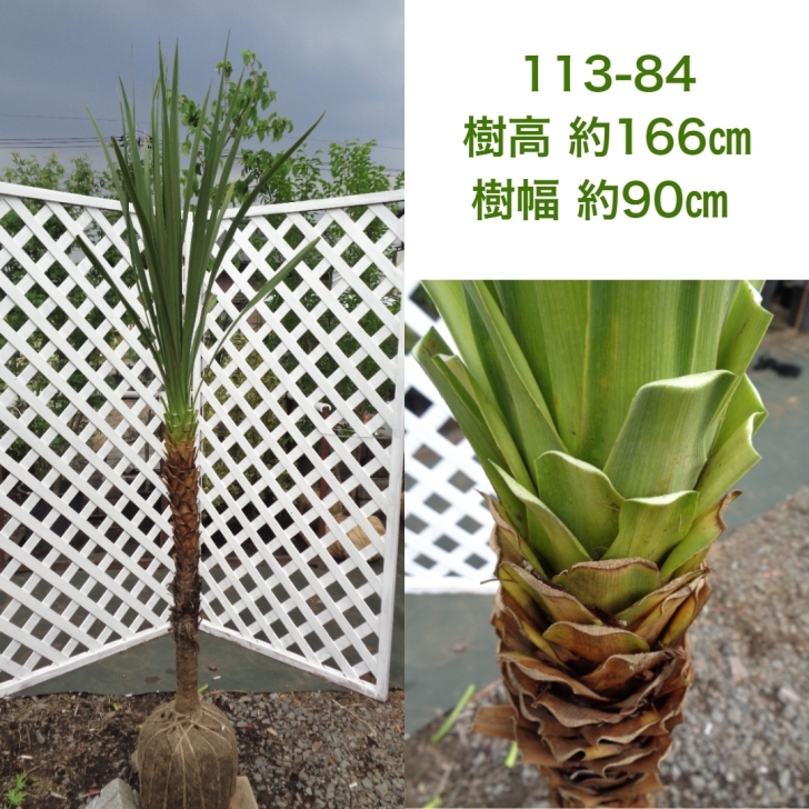 楽天市場 60cm 70cm ドラセナ 青ドラセナ シンボルツリー 庭木 常緑樹 南国 おしゃれ 観葉植物 ニオイシュロラン 樹高0 6m 0 7m グリーンｐｅａｃｅ