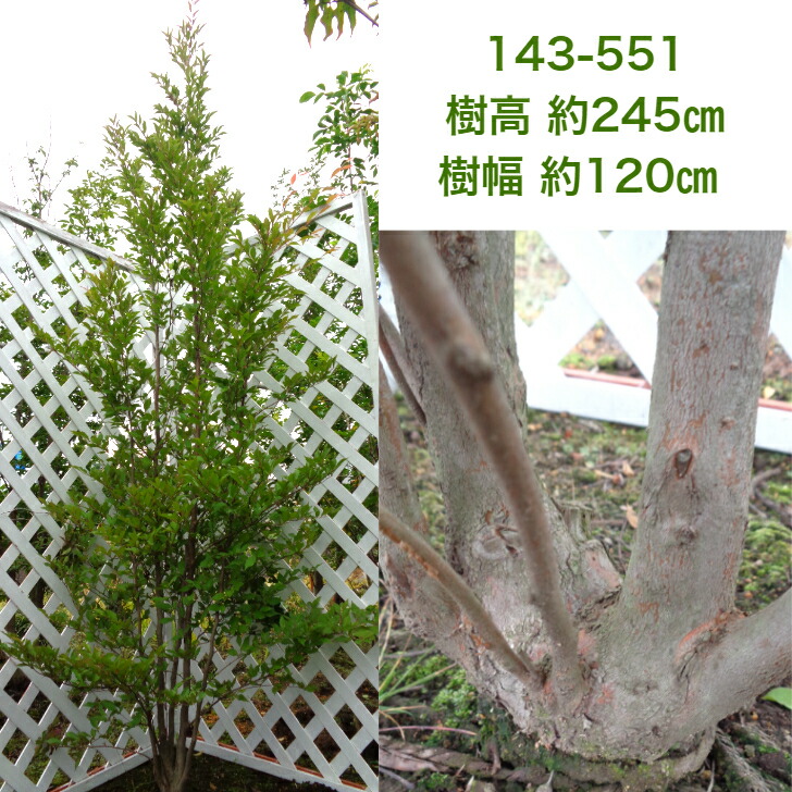 ヒメシャラ 2m 現品発送 シンボルツリー 庭木 植木 落葉樹 Prescriptionpillsonline Is