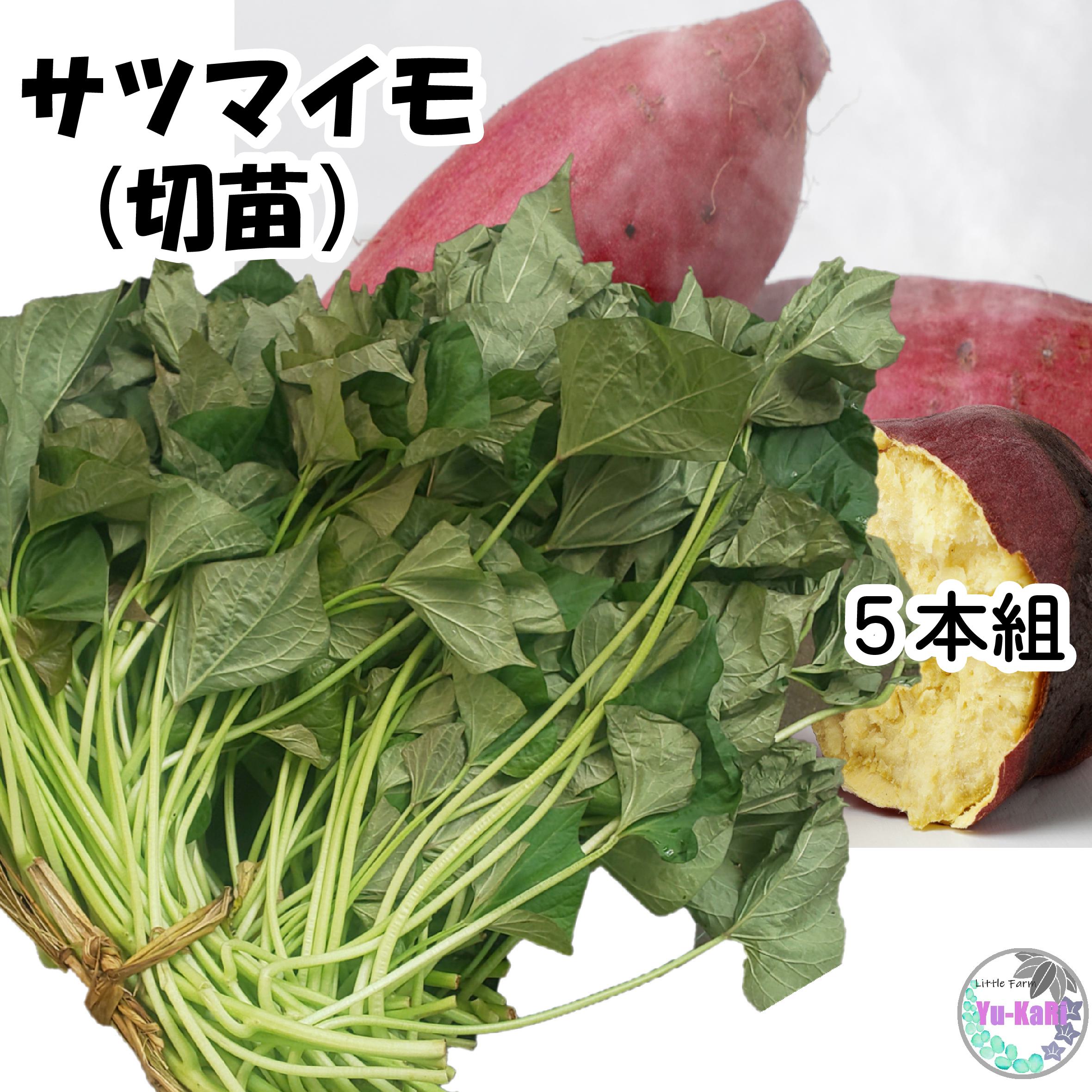 楽天市場】紅はるか さつまいも苗 農水省登録品種につき許可なく営利 