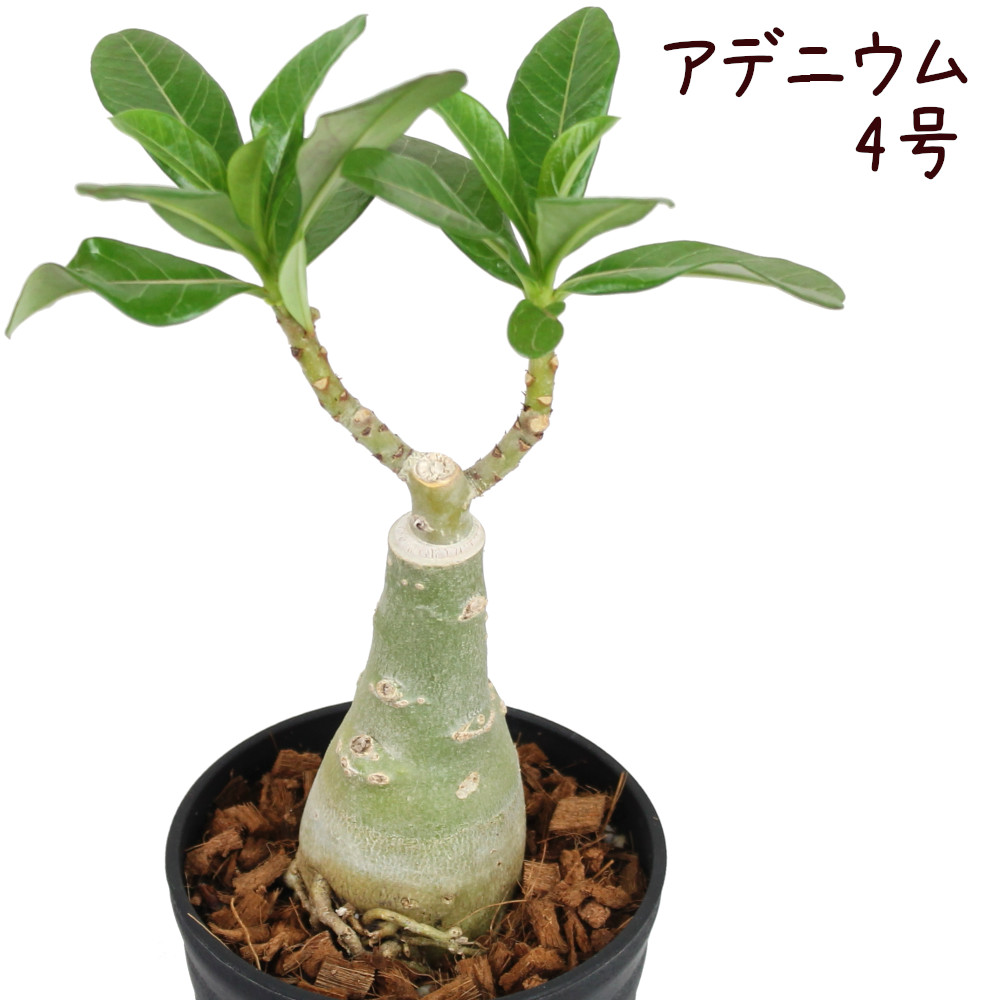 楽天市場 訳あり 落葉 アデニウム アラビカム 4号 角鉢 観葉植物 多肉植物 インテリア グリーン 4寸 おしゃれ ギフト プレゼント かわいい コーデックス 塊根植物 アラビクム 熱帯植物 ベランダ ガーデニング 屋外 送料無料 北海道 沖縄 離島除く プランツ