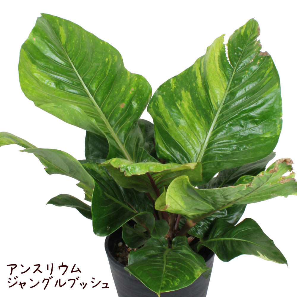 楽天市場】アンスリウム・ジャングルブッシュ 8号【観葉植物 8寸 大型