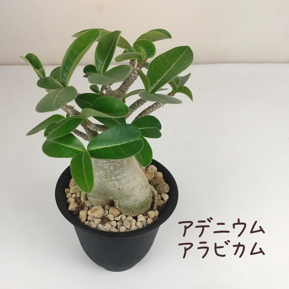 アデニウム‼️ 楽天市場】観葉植物【アデニウム属】アデニウム(L)（HH31468） : 産直