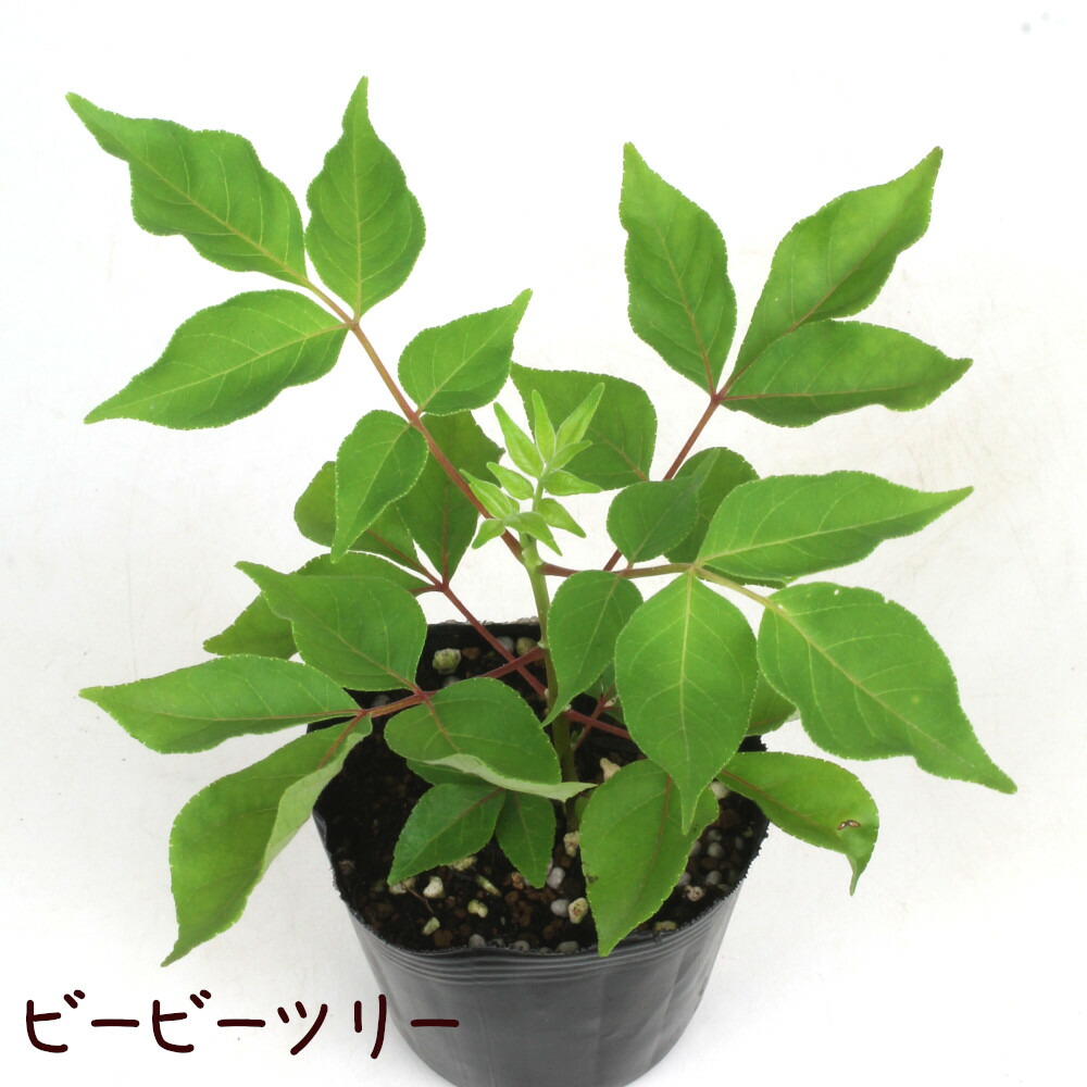 レイチル【3年】Ｂミツバチの木 ビービーツリー 蜜源樹 西洋蜜蜂 日本蜜蜂 レイチル【3年】Bミツバチの木 ビービーツリー 蜜源樹 西洋蜜蜂