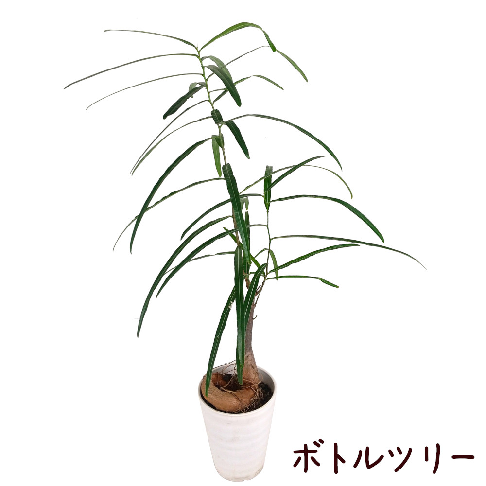 希少 プロテア オーストラリスパッション 挿し木 苗 鉢植え オージー プランツ 希少 プロテア オーストラリスパッション 挿し木 苗 鉢植え オージー