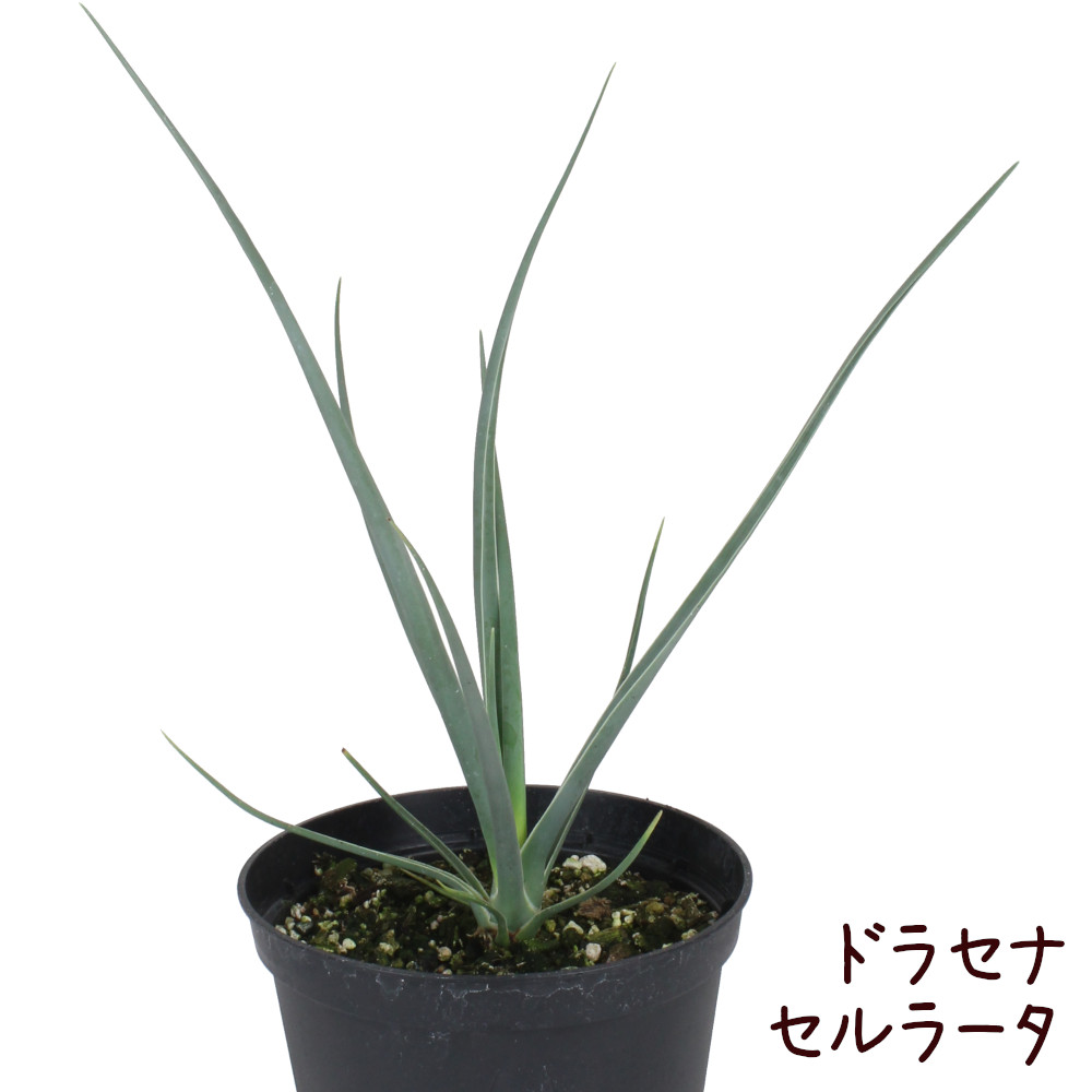 ドラセナ・セルラータ 5号送料無料(北海道・沖縄・離島除く)