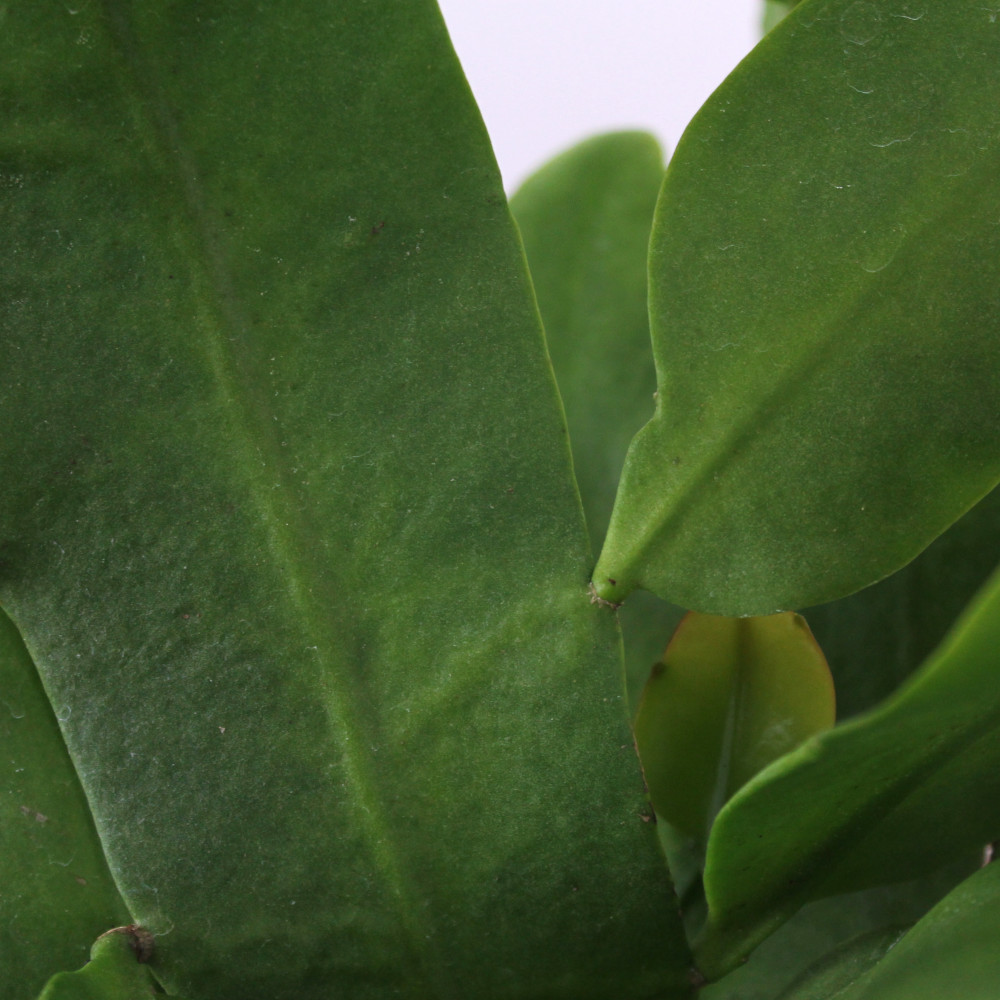 月下美人 6号 花無し 開花見込み サボテン 多肉植物 白い花 花鉢 おしゃれ グリーン ギフト プレゼント 6寸 鉢植え 植物 ゲッカビジン 大輪 送料無料 北海道 沖縄 離島除く Butlerchimneys Com