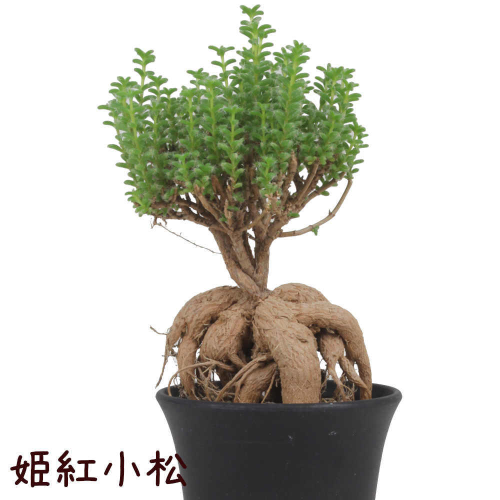 楽天市場】コーデックス：キフォステンマ ウター マクロプス*塊根幅