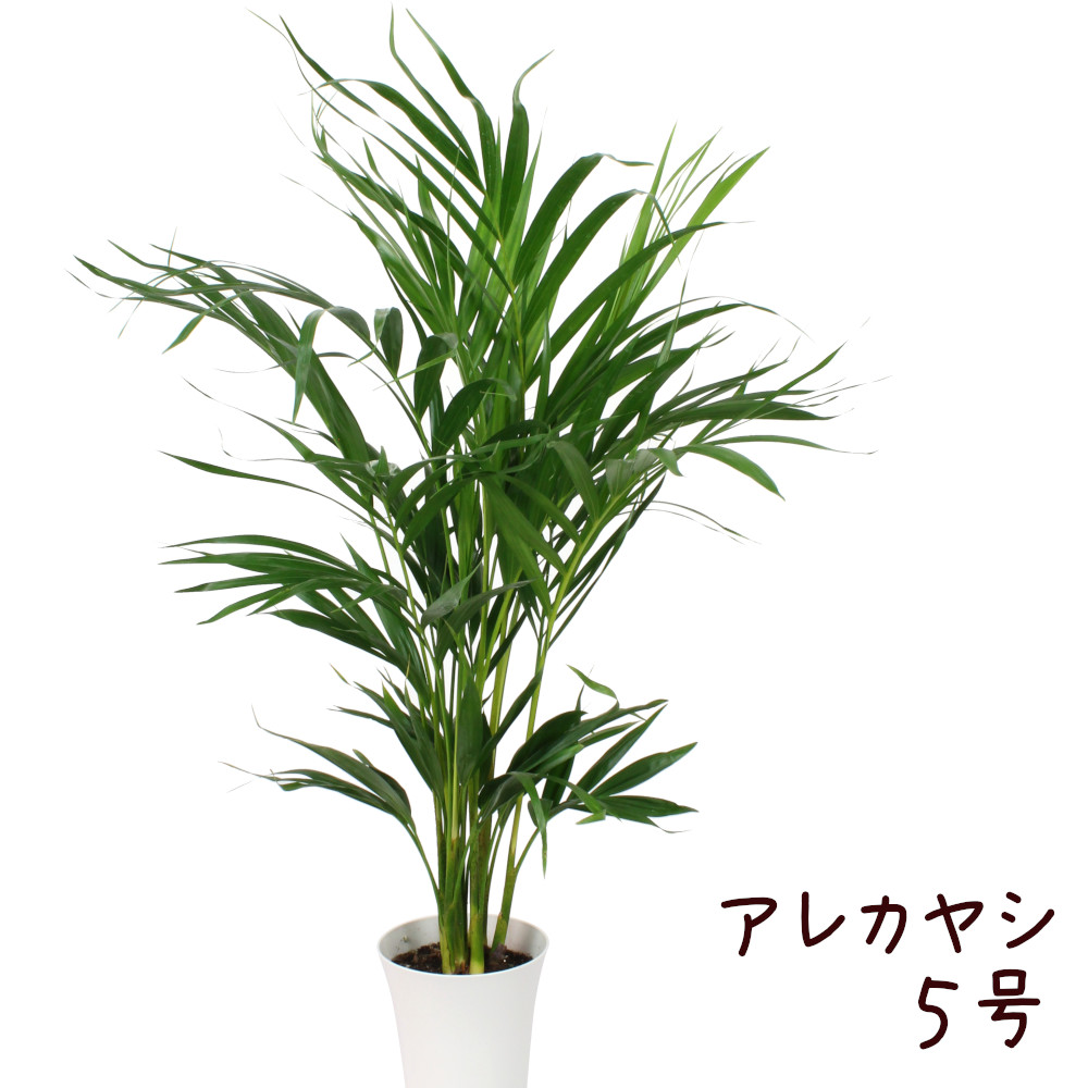 アレカヤシ 5号 観葉植物 5寸 おしゃれ 新生活 インテリア グリーン 新築祝い 開業祝い ギフト プレゼント 定番 コガネタケヤシ ヤマドリヤシ 育てやすい 初心者 南国 送料無料 北海道 沖縄 離島除く Giosenglish Com