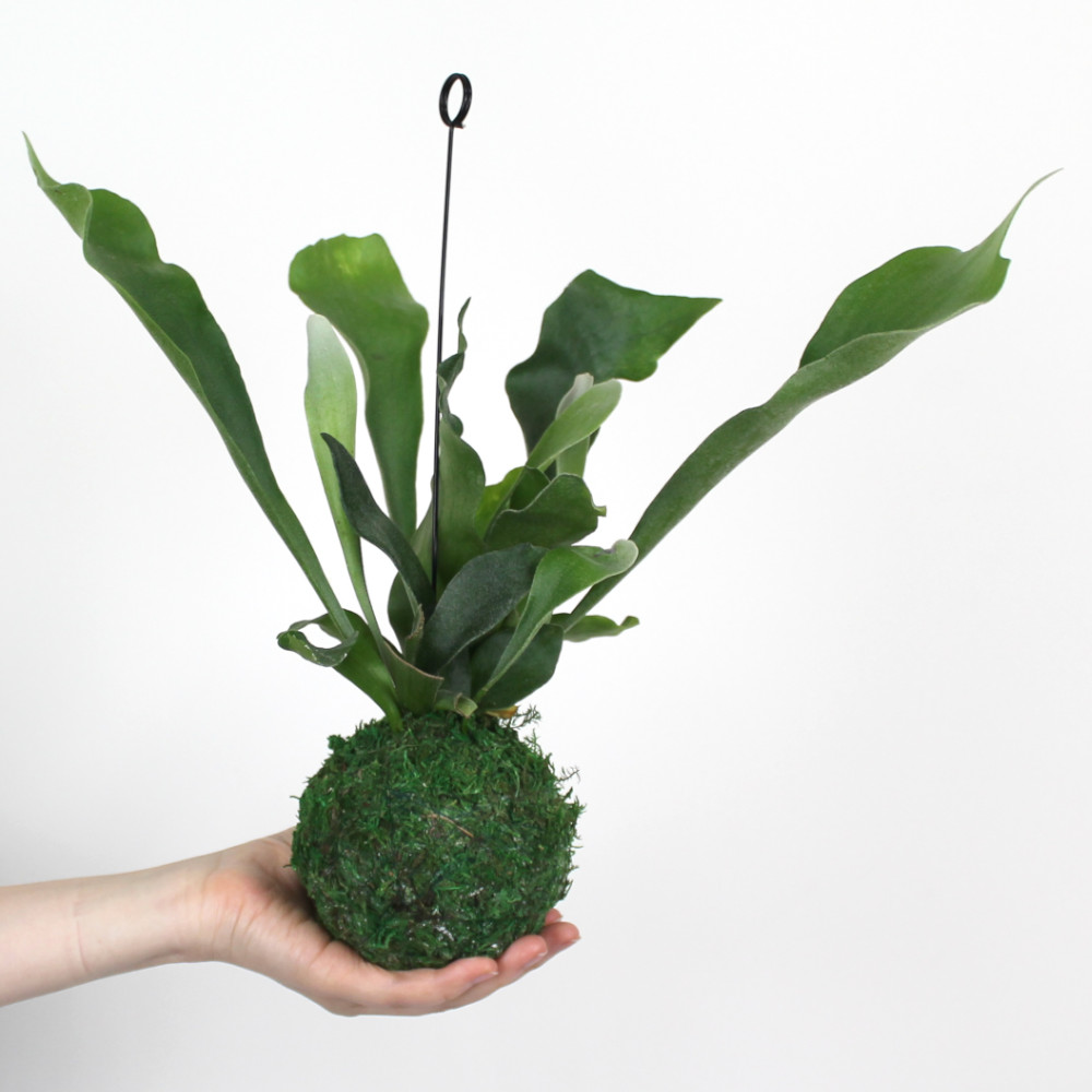 コウモリラン ネザーランド 苔玉 3 5号 ビカクシダ 観葉植物 シダ植物 インテリア 室内 吊り下げ 吊り玉仕立て ハンギング おしゃれ かわいい 送料無料 北海道 沖縄 離島除く Educaps Com Br