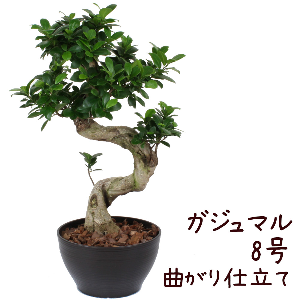 ガジュマル 曲がり 8号 ボウル鉢 観葉植物 おしゃれ 小さい インテリア 8寸 室内 プレゼント ギフト ガジュマルの木 贈り物 新生活 父の日 母の日 初心者 育てやすい S字 ねじり 盆栽風 送料無料 北海道 沖縄 離島除く septicin Com