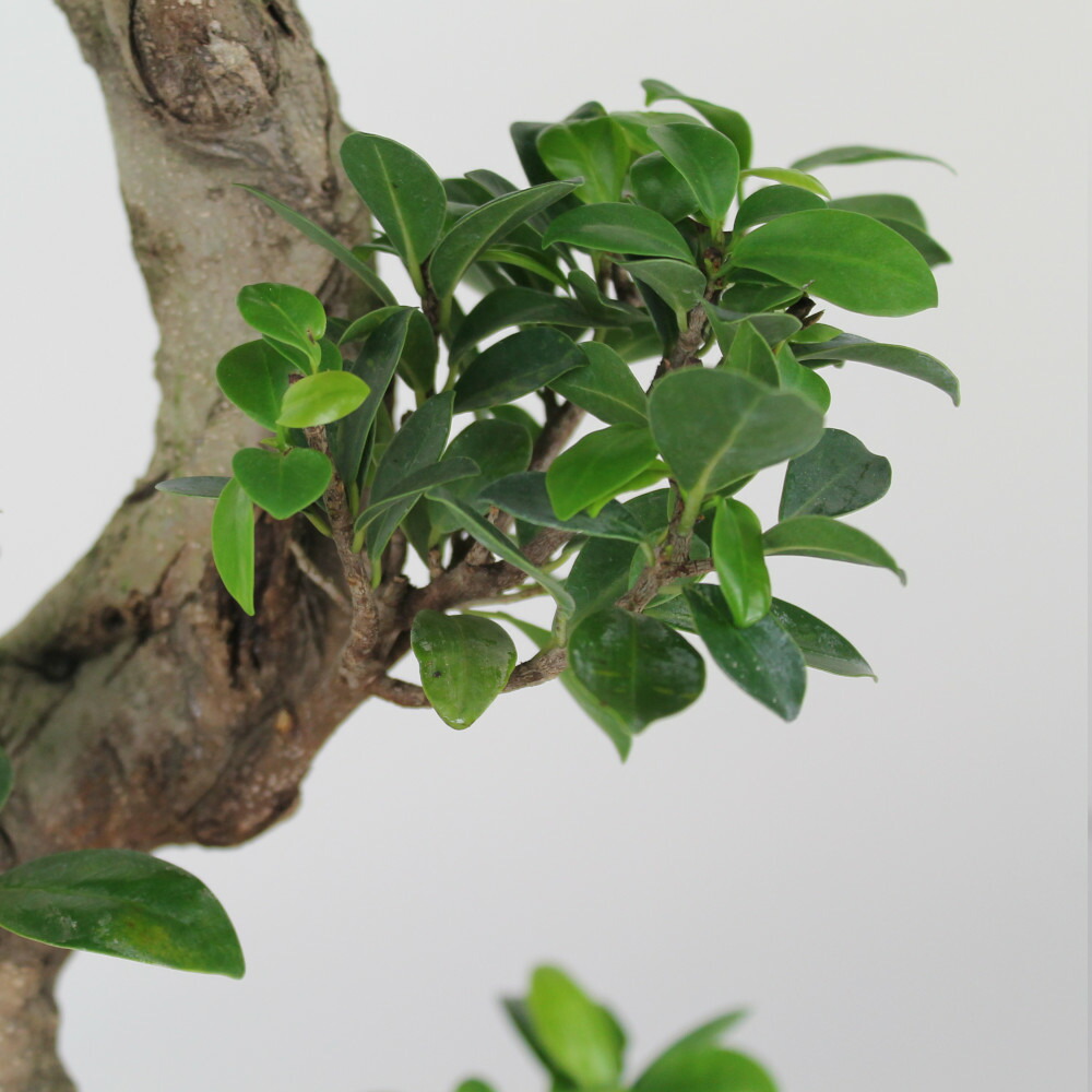 ガジュマル 曲がり 8号 人生大吉 観葉植物 おしゃれ 小さい インテリア 8寸 室内 プレゼント ギフト ガジュマルの木 贈り物 新生活 父の日 母の日 初心者 育てやすい S字 ねじり 盆栽風 送料無料 北海道 沖縄 離島除く septicin Com