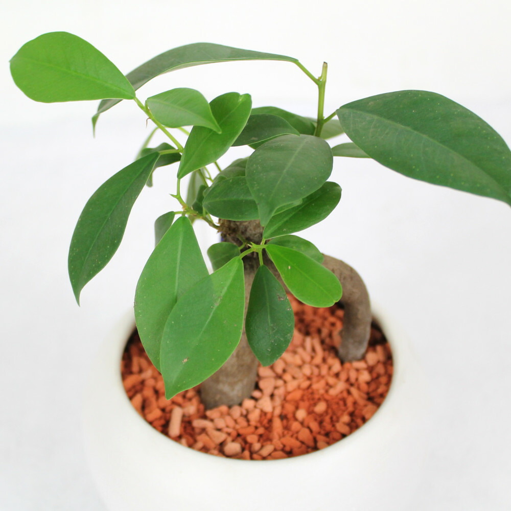 ガジュマル 4号 白陶器鉢 観葉植物 おしゃれ 小さい インテリア 4寸 室内 小さい プレゼント ギフト ガジュマルの木 贈り物 新生活 父の日 母の日 初心者 育てやすい 卓上 デスク 送料無料 北海道 沖縄 離島除く Educaps Com Br