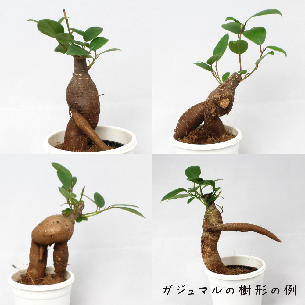 ガジュマル 4号 白陶器鉢 観葉植物 おしゃれ 小さい インテリア 4寸 室内 小さい プレゼント ギフト ガジュマルの木 贈り物 新生活 父の日 母の日 初心者 育てやすい 卓上 デスク 送料無料 北海道 沖縄 離島除く Maisons Coudrelle Fr