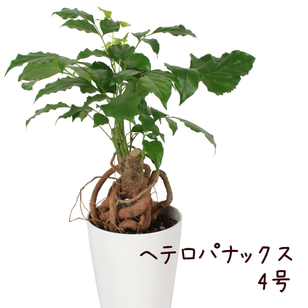 楽天市場 ヘテロパナックス 4号 観葉植物 おしゃれ 小さい インテリア 4寸 室内 プレゼント ギフト 贈り物 新生活 卓上 テーブル デスク 珍しい 希少 棚置き 送料無料 北海道 沖縄 離島除く プランツ フルル