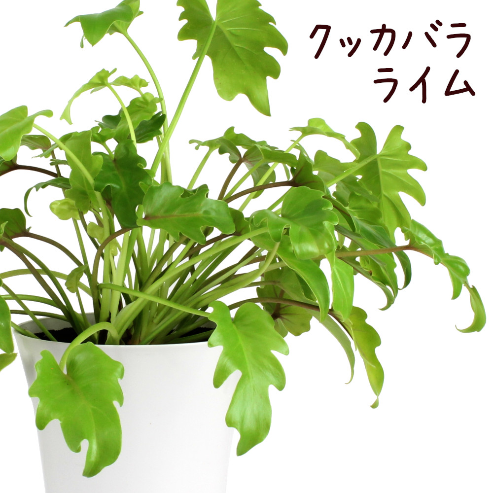 楽天市場 クッカバラ ライム 6号 観葉植物 インテリア グリーン 6寸 おしゃれ プレゼント ギフト かわいい フィロデンドロン 引越し祝い リビング 室内 南国 ライムグリーン 珍しい レア 希少 鉢植え 送料無料 北海道 沖縄 離島除く プランツ フルル