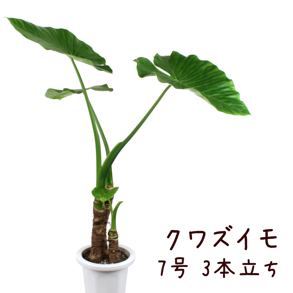 楽天市場 クワズイモ 7号 3本立ち 観葉植物 アジアン 南国 出世芋 熱帯植物 7寸 大型 おしゃれ 新生活 インテリア 新築祝い 開業祝い ギフト プレゼント 移転祝い 室内 育てやすい 初心者 送料無料 北海道 沖縄 離島除く プランツ フルル