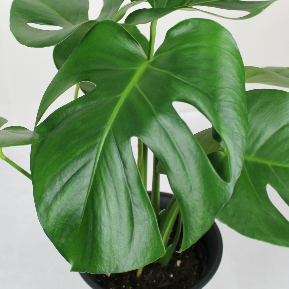 楽天市場 モンステラ 6号 観葉植物 アジアン 南国 出世芋 熱帯植物 6寸 大型 おしゃれ 新生活 インテリア 新築祝い 開業祝い ギフト プレゼント 移転祝い 室内 育てやすい 初心者 送料無料 北海道 沖縄 離島除く プランツ フルル