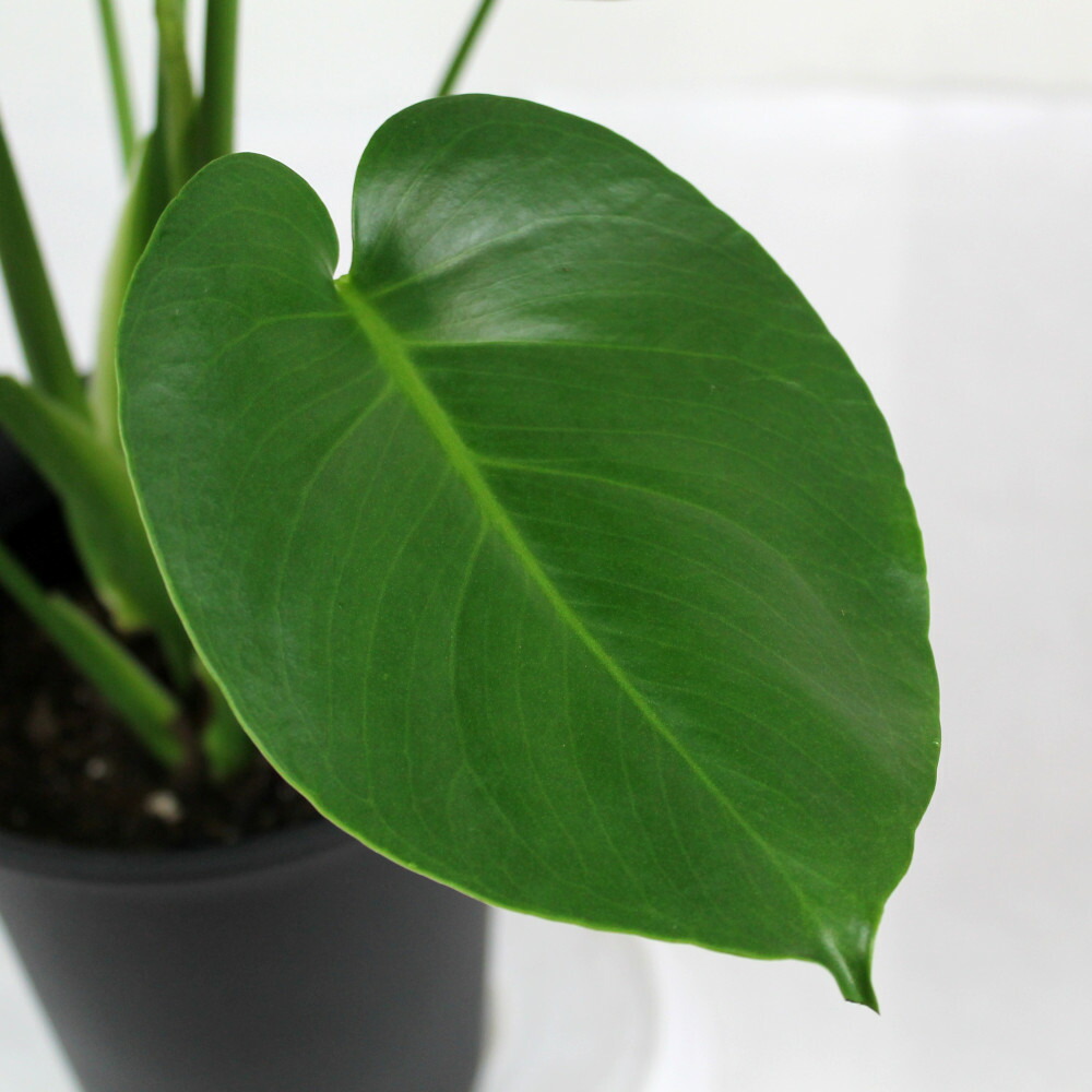 モンステラ 6号数 観葉植物 アジアン 南国 経上るレッドネック 熱帯植物 6分厘 大型 乙 事新しい暮し 内装 新造祭 開業祝い 貰物 与え 引っ越す祝い 室内 育て単簡 新米 送料無料 北海道 沖縄 離島退ける Nobhillmusic Com