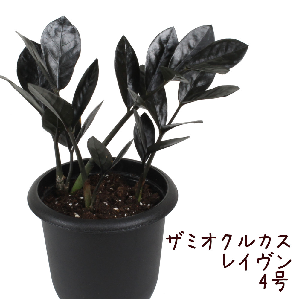 楽天市場 ザミオクルカス レイヴン 4号 ブラック 黒 ザミア 観葉植物 4寸 おしゃれ 新生活 インテリア 新築祝い 開業祝い ギフト プレゼント 室内 珍しい レア 希少 モダン 送料無料 北海道 沖縄 離島除く プランツ フルル