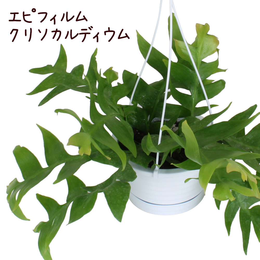 楽天市場 エピフィルム クリソカルディウム 4号 吊り 観葉植物 4寸 おしゃれ 新生活 インテリア ギフト プレゼント 室内 かわいい ハンギング 珍しい 吊り下げ 吊り鉢 鉢植え 熱帯植物 ジグザグサボテン フィッシュボーンカクタス 送料無料 北海道 沖縄 離島除く