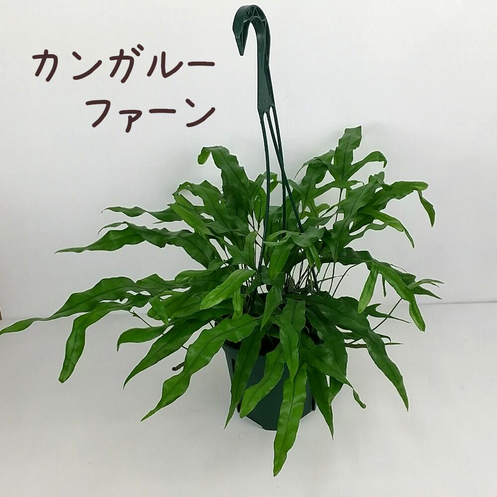 楽天市場】おしゃれ 観葉植物：ミクロソリウム ディベルシフォリウム*5