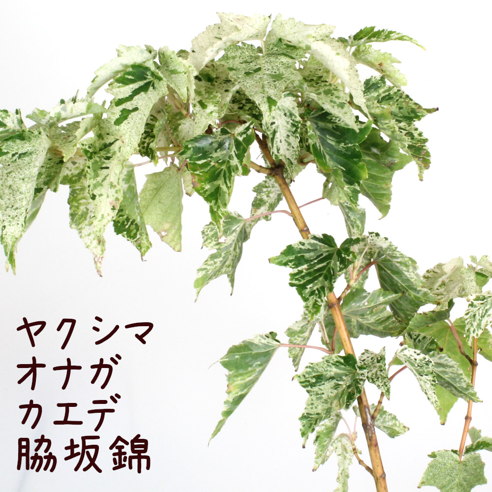 ヤクシマオナガカエデ脇坂錦 屋久島尾長槭樹 観葉植物 庭木 斑入り 楓 ブッシュ ガーデニング レア 異常 珍奇 贈もの 頂き物 貨物輸送無料 北海道 沖縄 離島締め出す Craigrentmeester Com