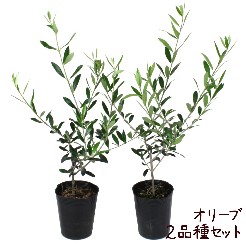 オリーブ 3号 ミッション 2品種セット アルベキーナ 地植え ルッカ ネバディロブロンコ ひなかぜ フライントイオ 高木 レッチーノ 常緑 苗木 観葉植物 ポット苗