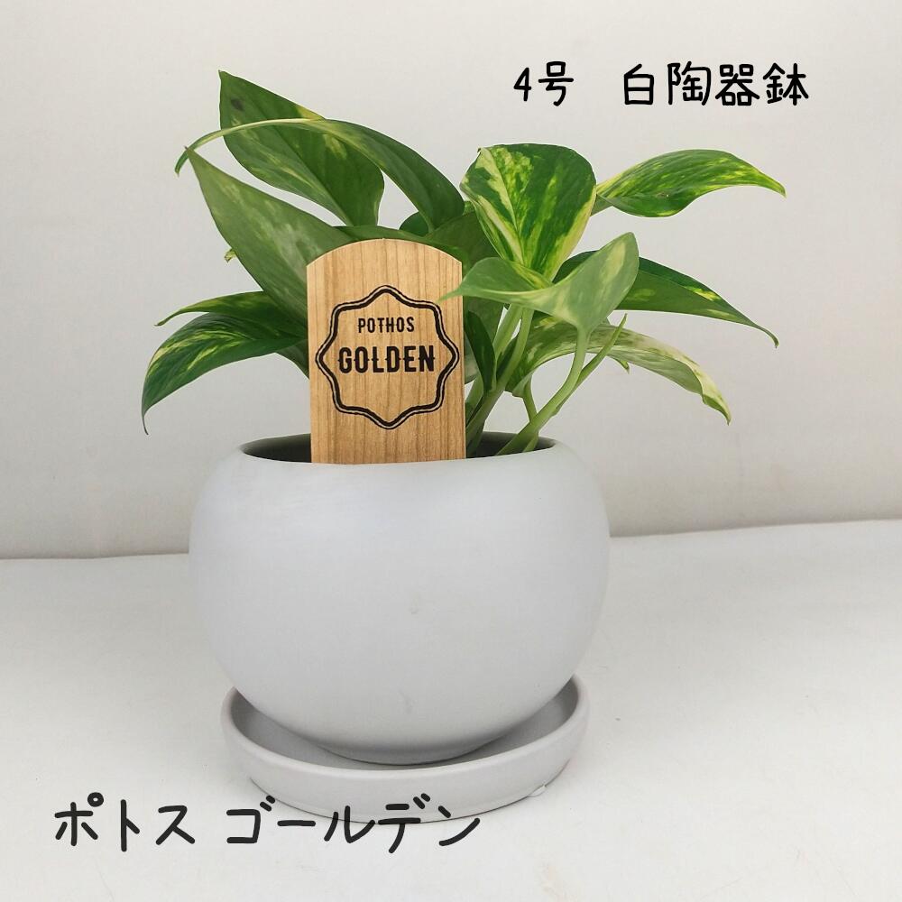 楽天市場】ガジュマル 4号 白陶器鉢【観葉植物 おしゃれ 小さい