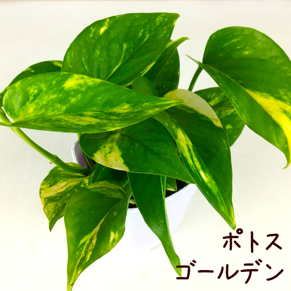 楽天市場】ポトス 3種ミックス植え 5号【観葉植物 5寸 インテリア