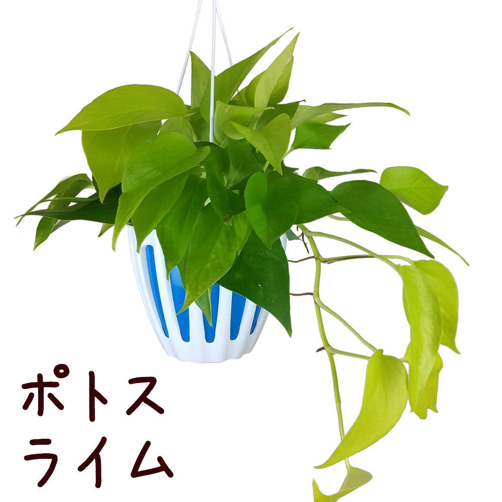観葉植物　ポトス　苗　ハンギング 吊り　インテリア　新品種 楽天市場】ポトス 5号 吊り鉢【観葉植物 5寸 インテリア グリーン