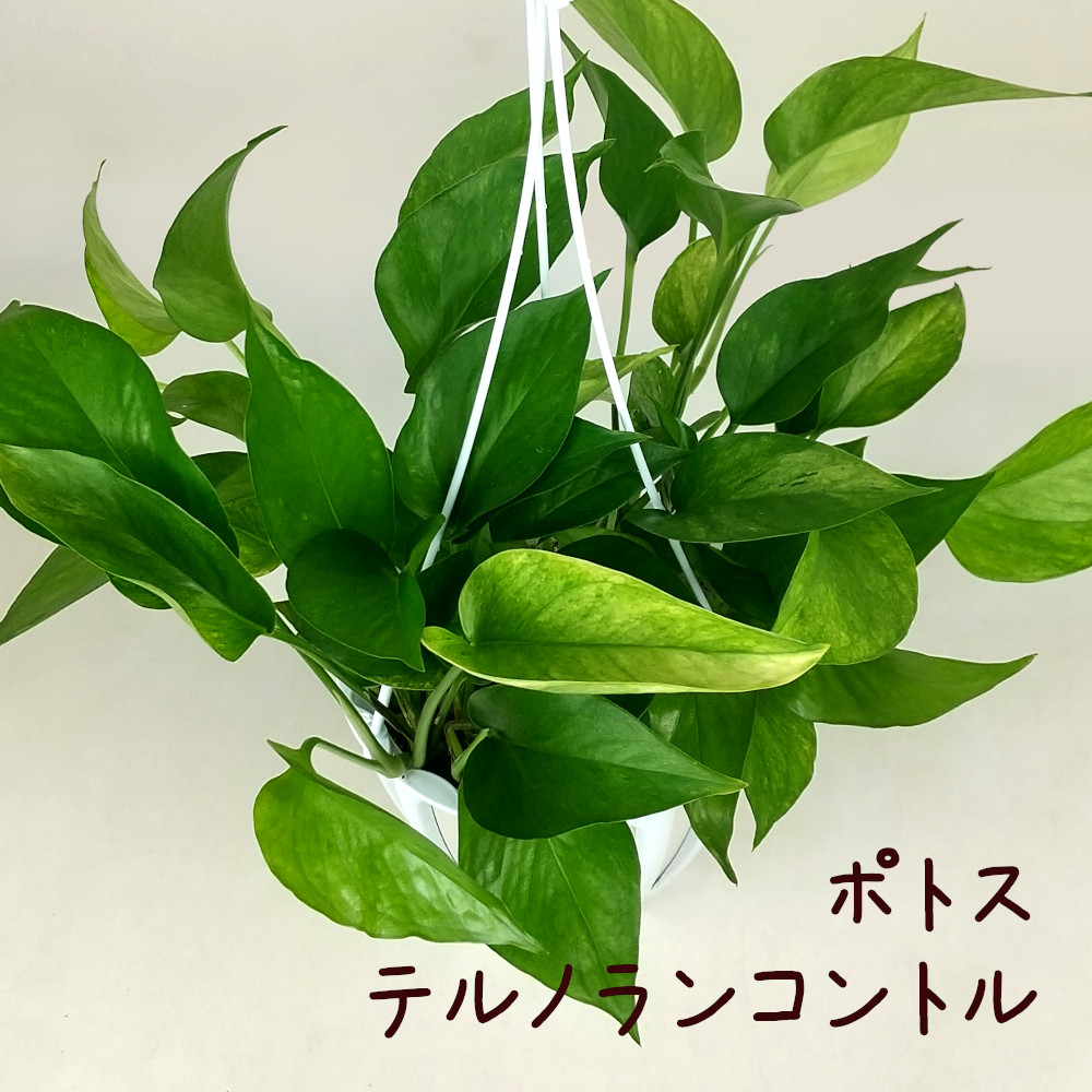 Naoポトステルノクリスタルグリーン他計9点 ポトス：テルノクリスタルグリーン 5号吊り鉢 の通販 | 園芸ネット