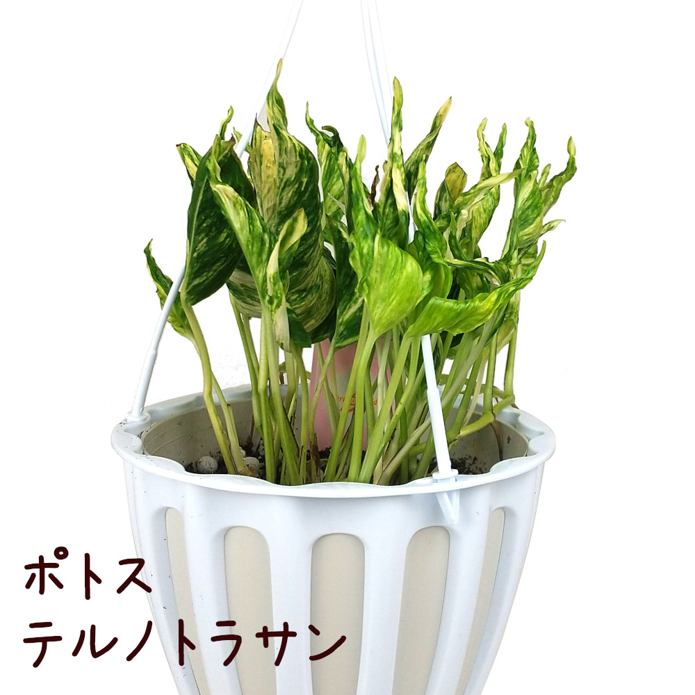 テルノトラサン　5号　最安値【送料無料】 Amazon｜観葉植物 ポトス テルノ No.030 トラサン 5号鉢 吊り鉢