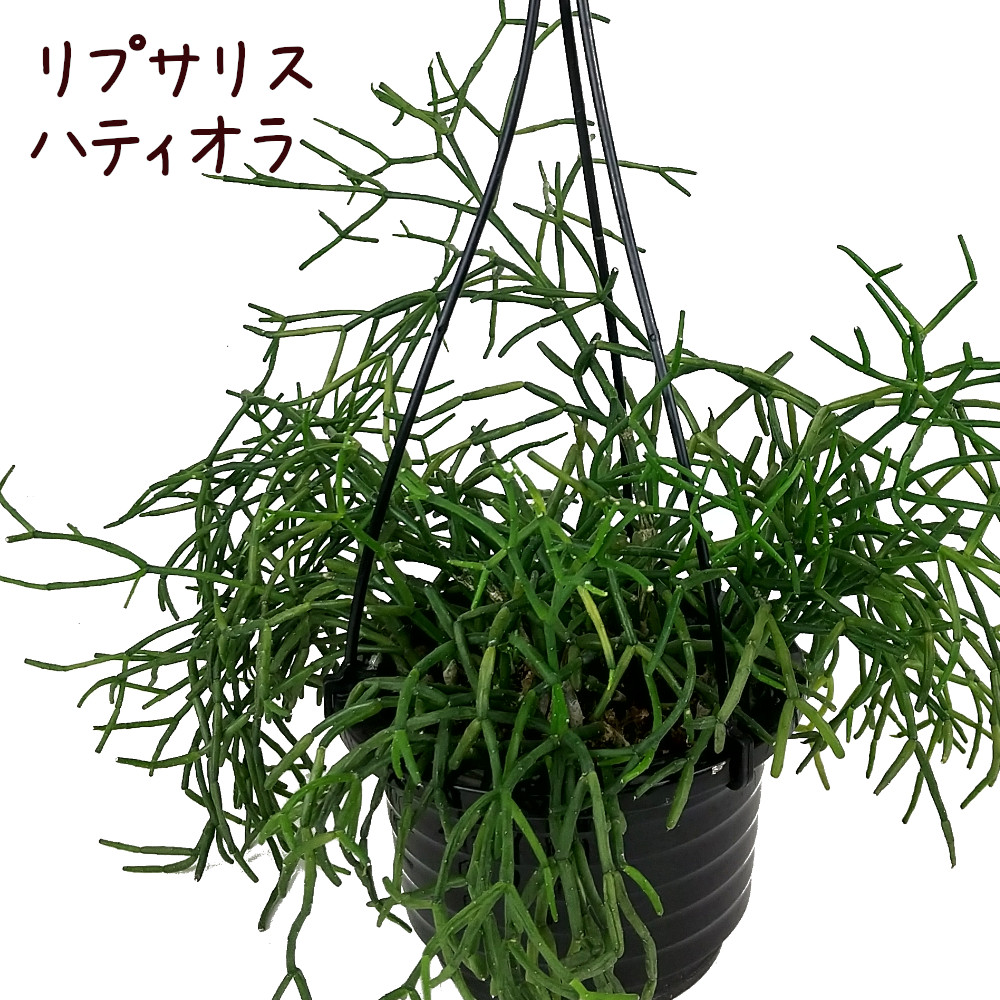 ラムローサ　リプサリス　吊り鉢　サボテン　リプサリスラムローサ　観葉植物 PLANCHU 観葉植物 プセウドリプサリス ラムローサ 5号吊り鉢