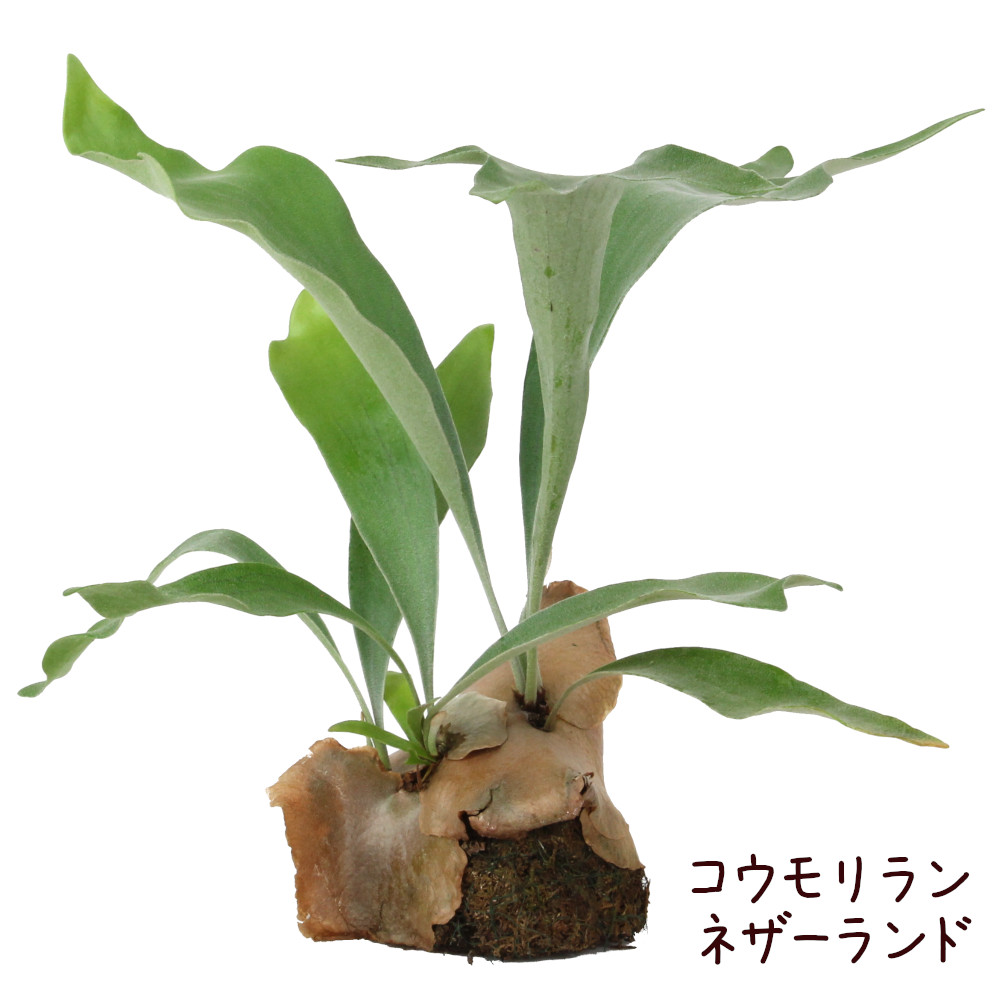 コウモリラン ネザーランド 水苔着生 板なし ビカクシダ 観葉植物 シダ植物 インテリア 室内 おしゃれ かわいい 卓上 通販 グリーン シダ ハンギング 吊り 吊り下げ 壁掛け 着生 素材 水苔 送料無料 北海道 沖縄 離島除く Kodomonokuni Pippi Jp