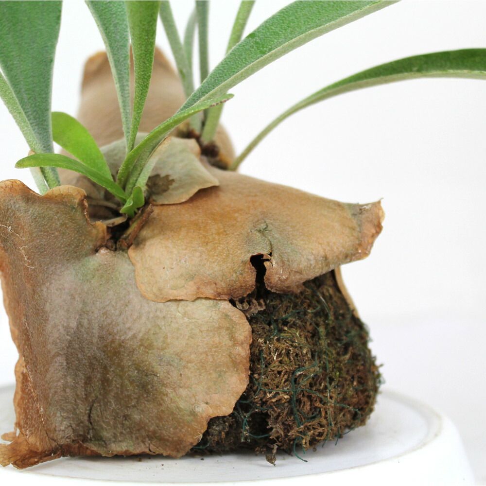 コウモリラン ネザーランド 水苔着生 板なし ビカクシダ 観葉植物 シダ植物 インテリア 室内 おしゃれ かわいい 卓上 通販 グリーン シダ ハンギング 吊り 吊り下げ 壁掛け 着生 種 水苔 送料無料 北海道 沖縄 離島除く Justice Law Net