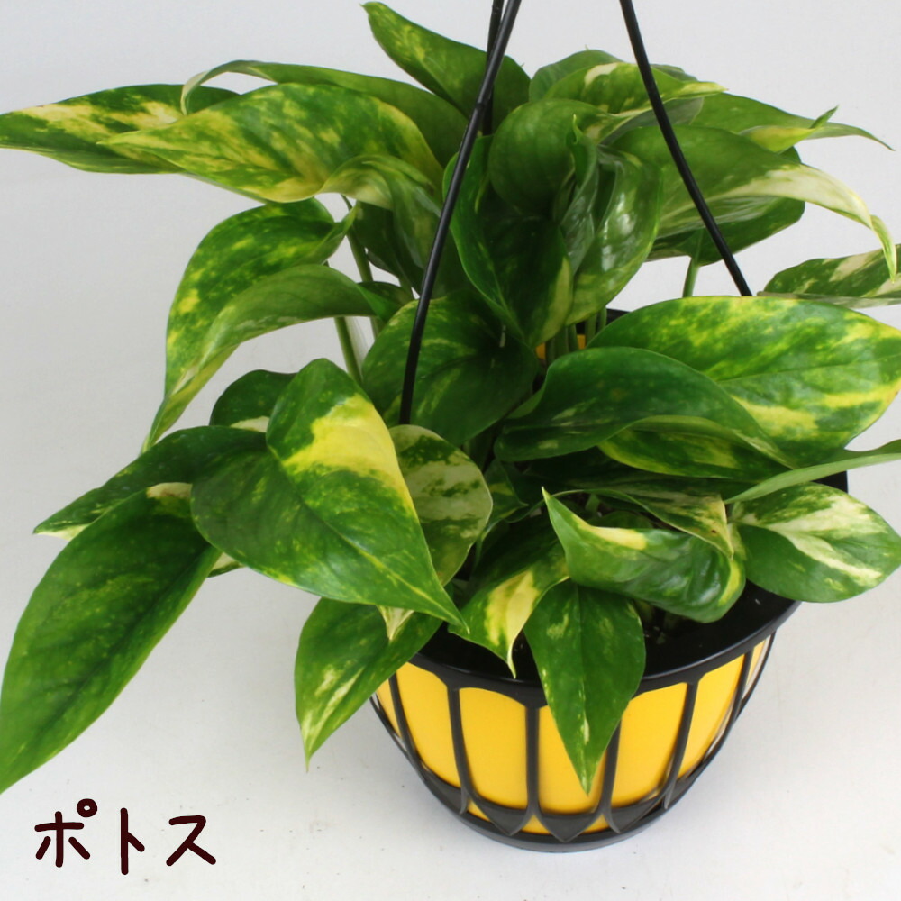 ポトス様 楽天市場】（観葉植物）ポトス 品種おまかせ 吊り鉢タイプ 5号