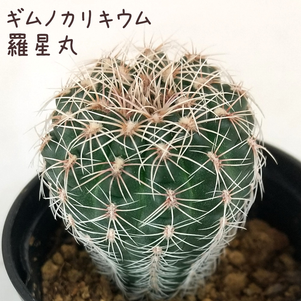 楽天市場】ロビビオプシス【観葉植物 サボテン 多肉植物 インテリア