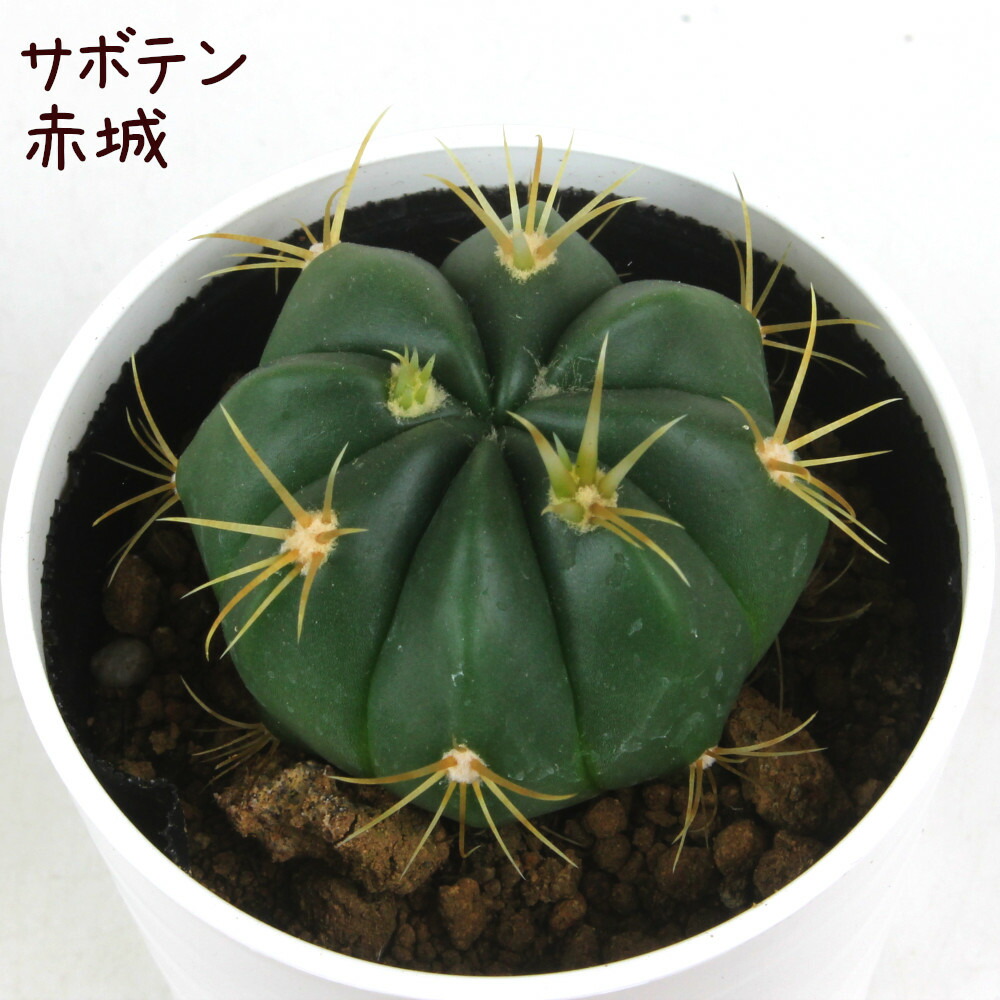 楽天市場】ギムノカリキウム・ゼガラエ【観葉植物 サボテン 多肉植物