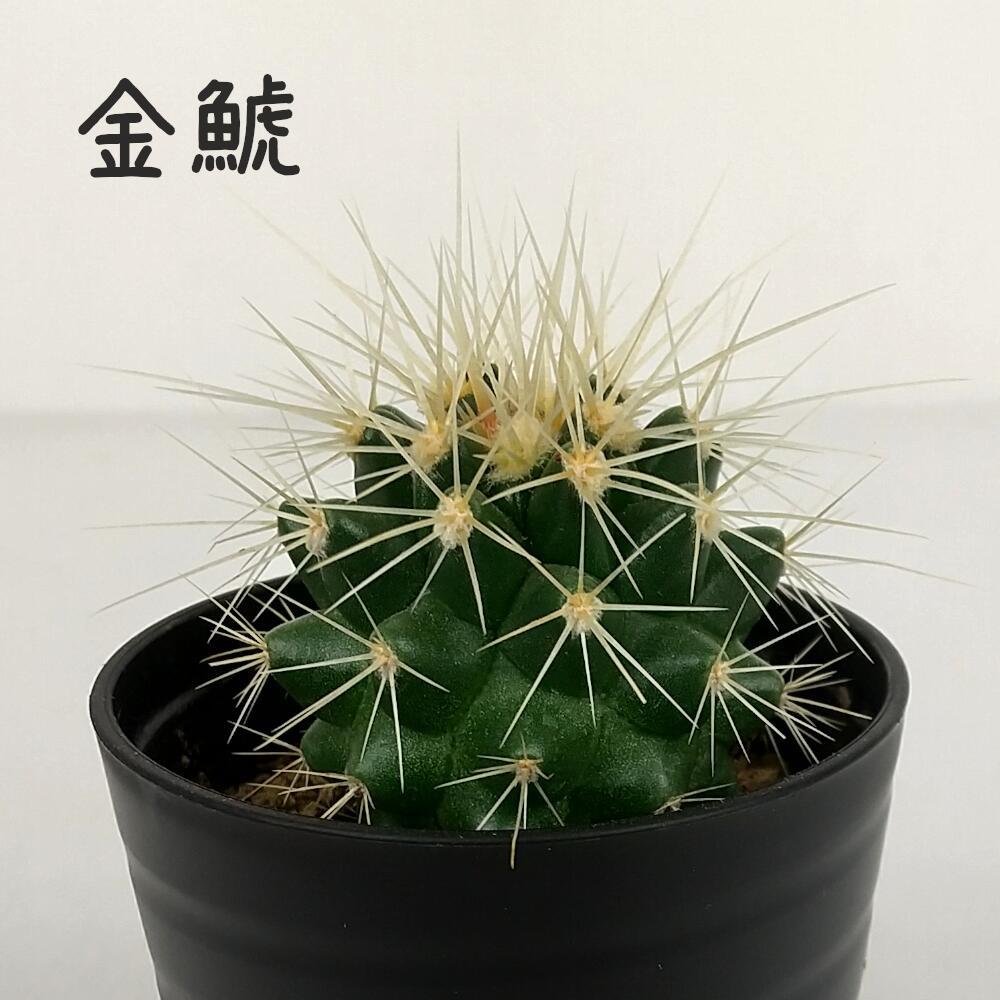 楽天市場】サボテン・獅子王丸【観葉植物 サボテン 多肉植物