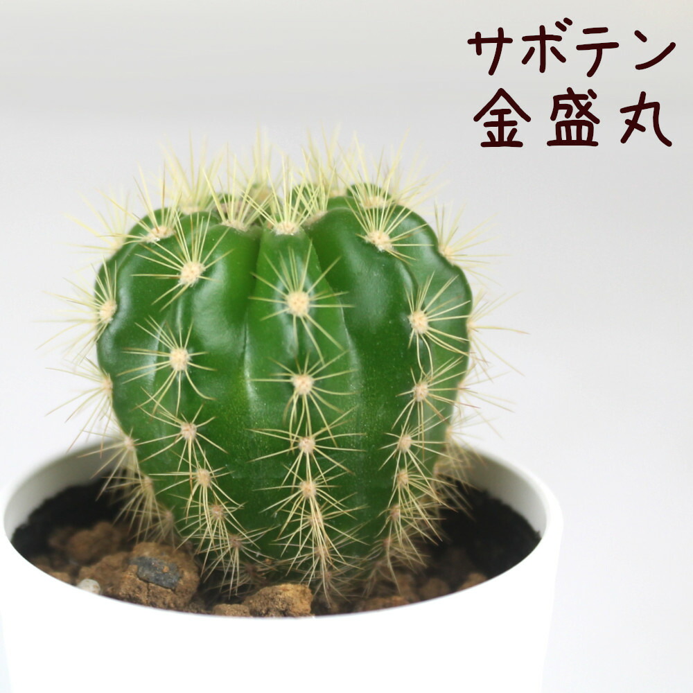 耐寒性オプンチア木質古株コンクリ鉢植えサボテン南国オブジェ　アメリカン　ガレージ 耐寒性オプンチア木質古株コンクリ鉢植えサボテン南国オブジェ