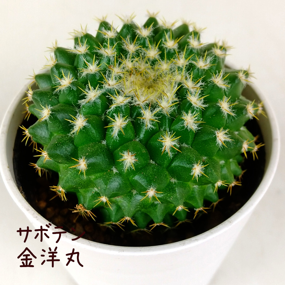 現品　キンコウボク　金厚朴　希少　24番　観葉植物　植木　インテリアグリーン 楽天市場】【27日09:59までポイント2倍】観葉植物 希少【現品