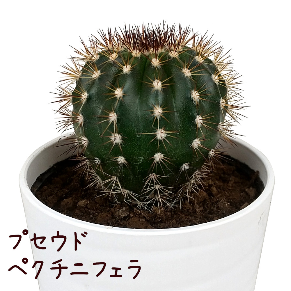 楽天市場】ロビビオプシス【観葉植物 サボテン 多肉植物 インテリア