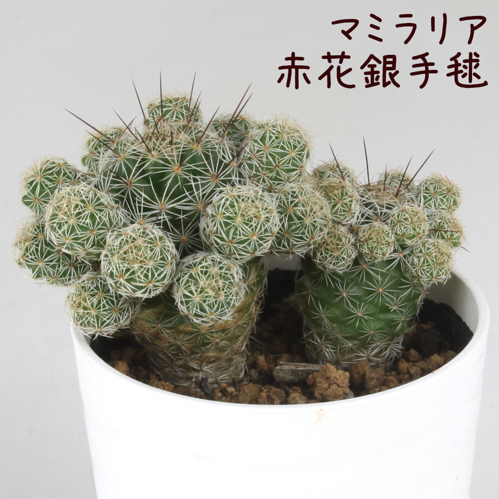 楽天市場】ギムノカリキウム・ゼガラエ【観葉植物 サボテン 多肉植物